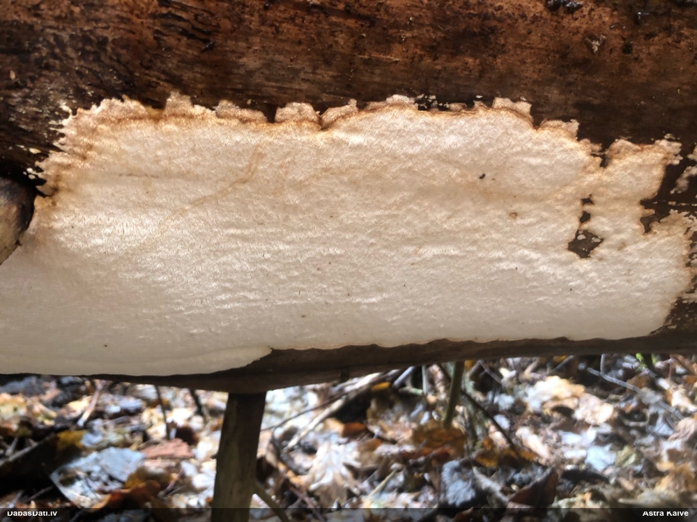 Viļņainā antrodija