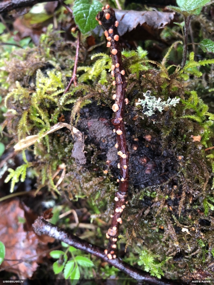 Lapkoku sarkankārpainība