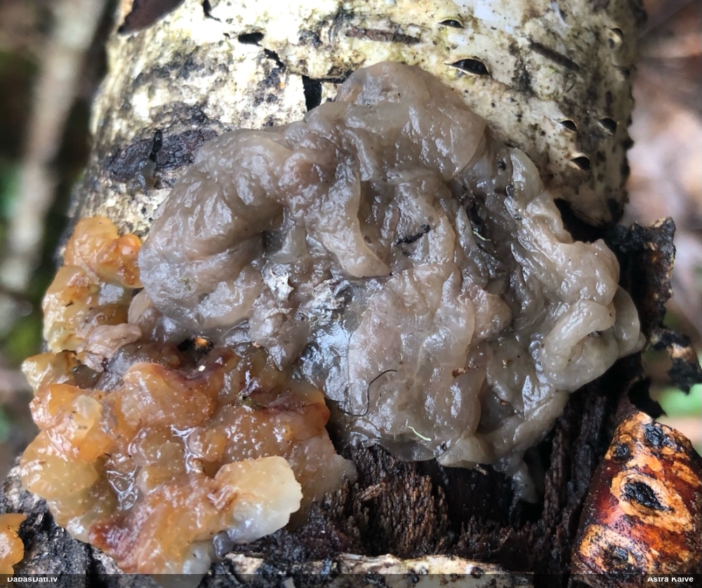 Receklene, eksīdija (nenoteikta)