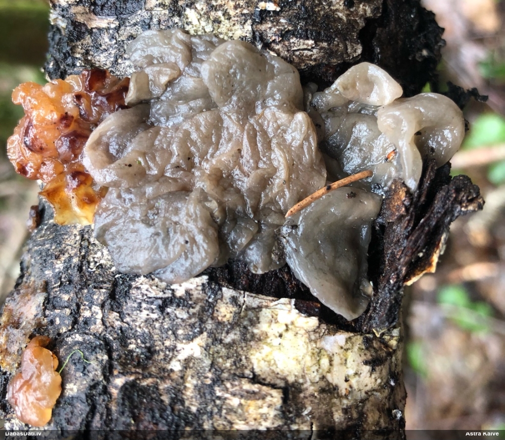 Receklene, eksīdija (nenoteikta)