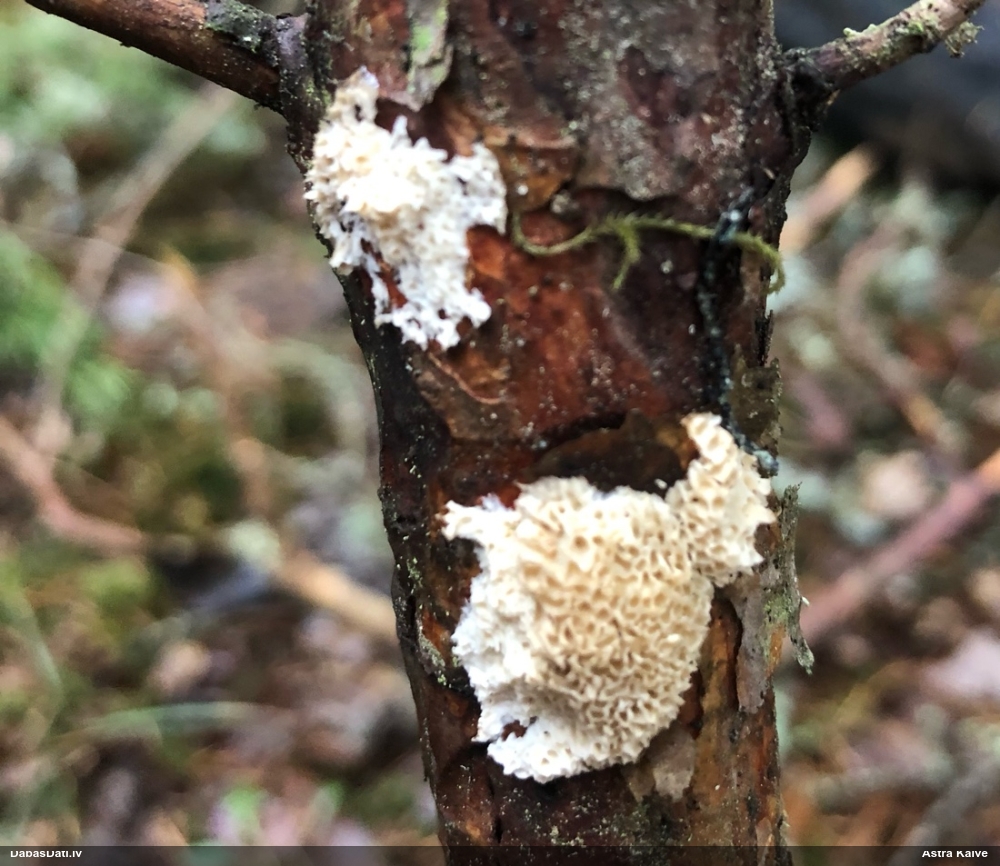 Iedzeltenā diplomitopore