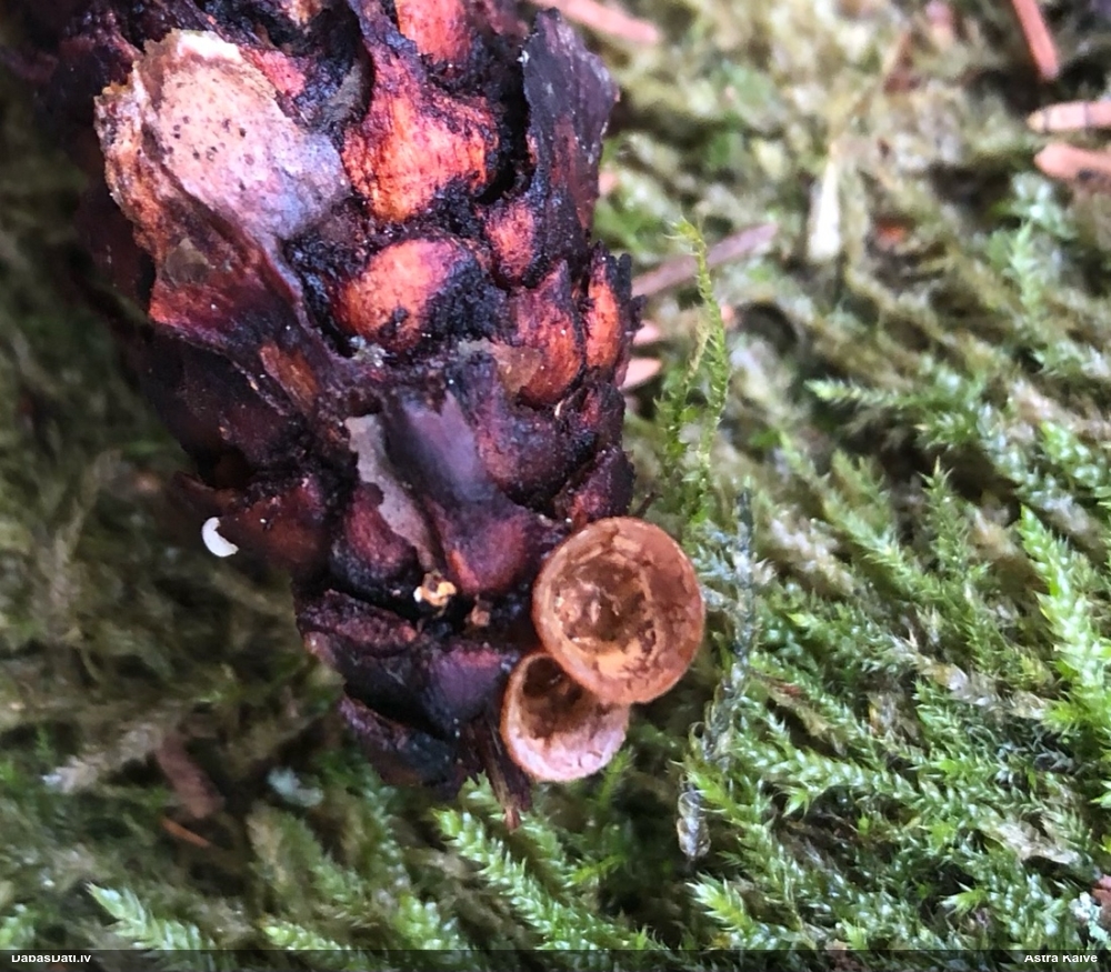 круцибулум гладкий