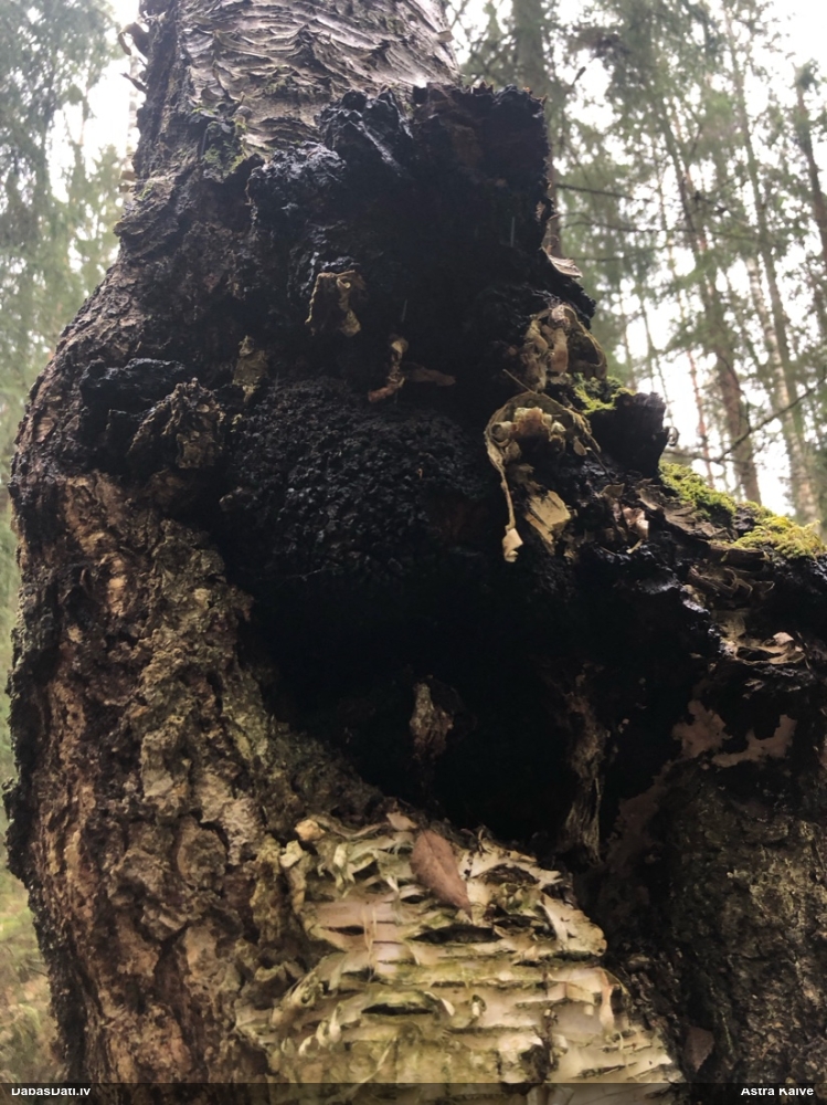 Melnā spulgpiepe, čaga