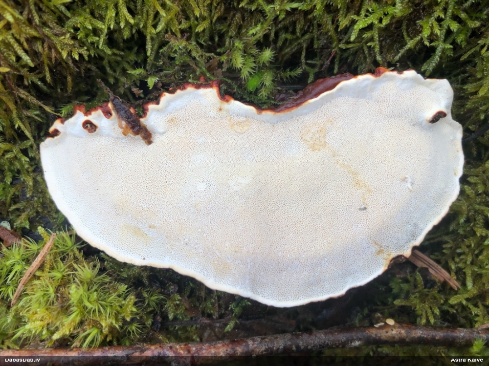 Parastā plakanpiepe