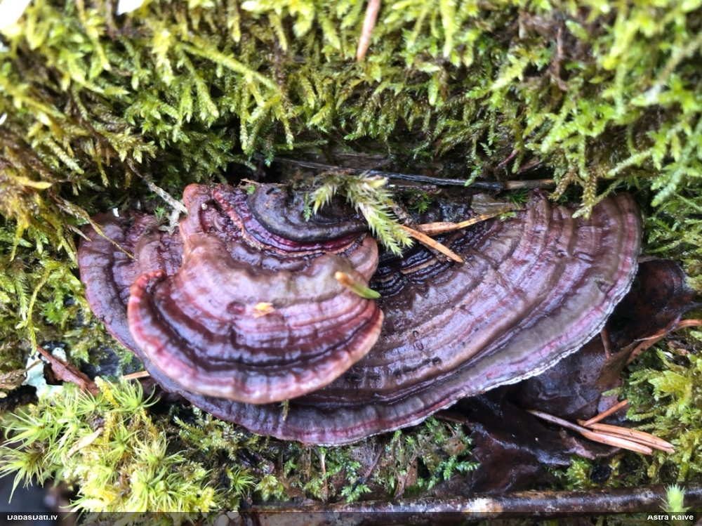 Parastā plakanpiepe