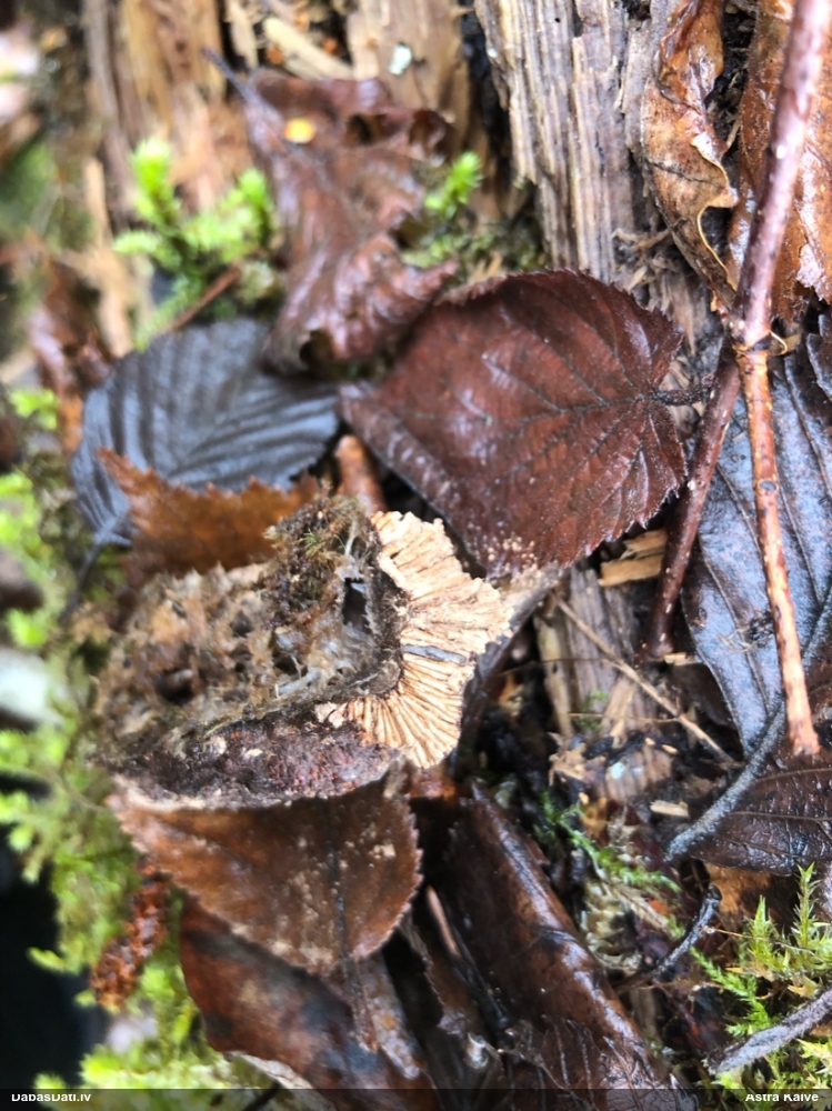 Violetā šūnaine (bij. šūnainā gļotsēne)