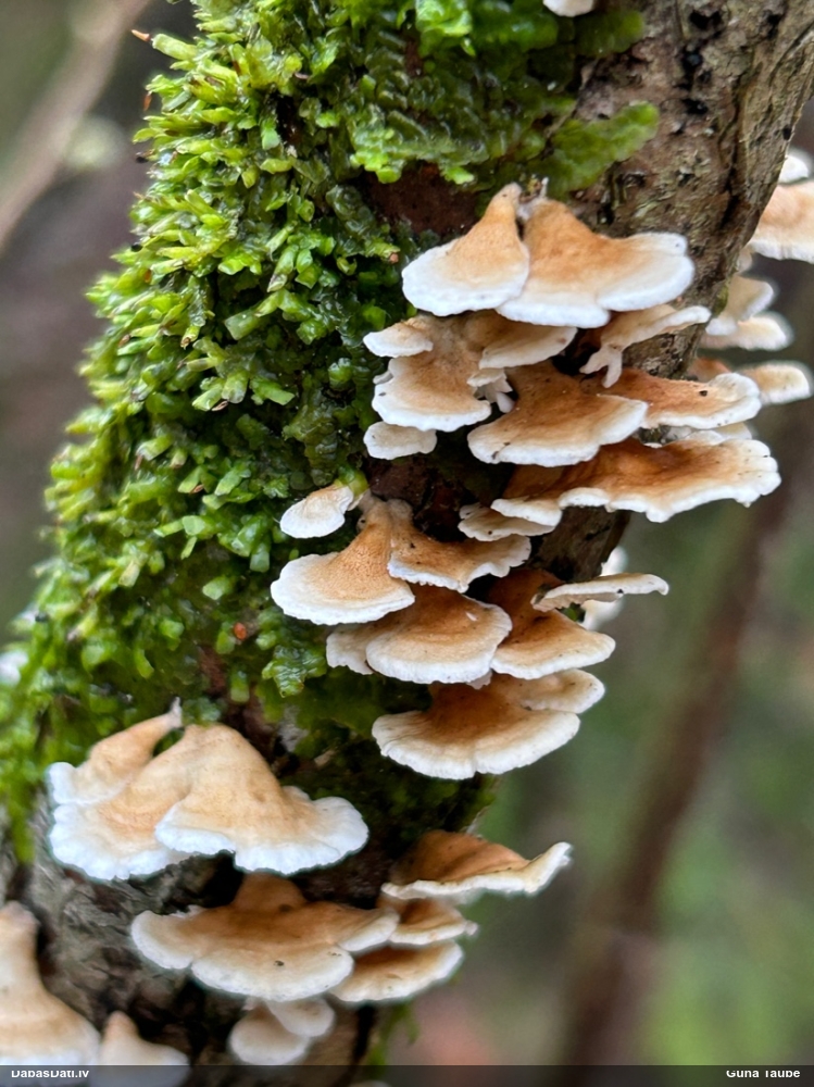 Cirtainā kroklapīte