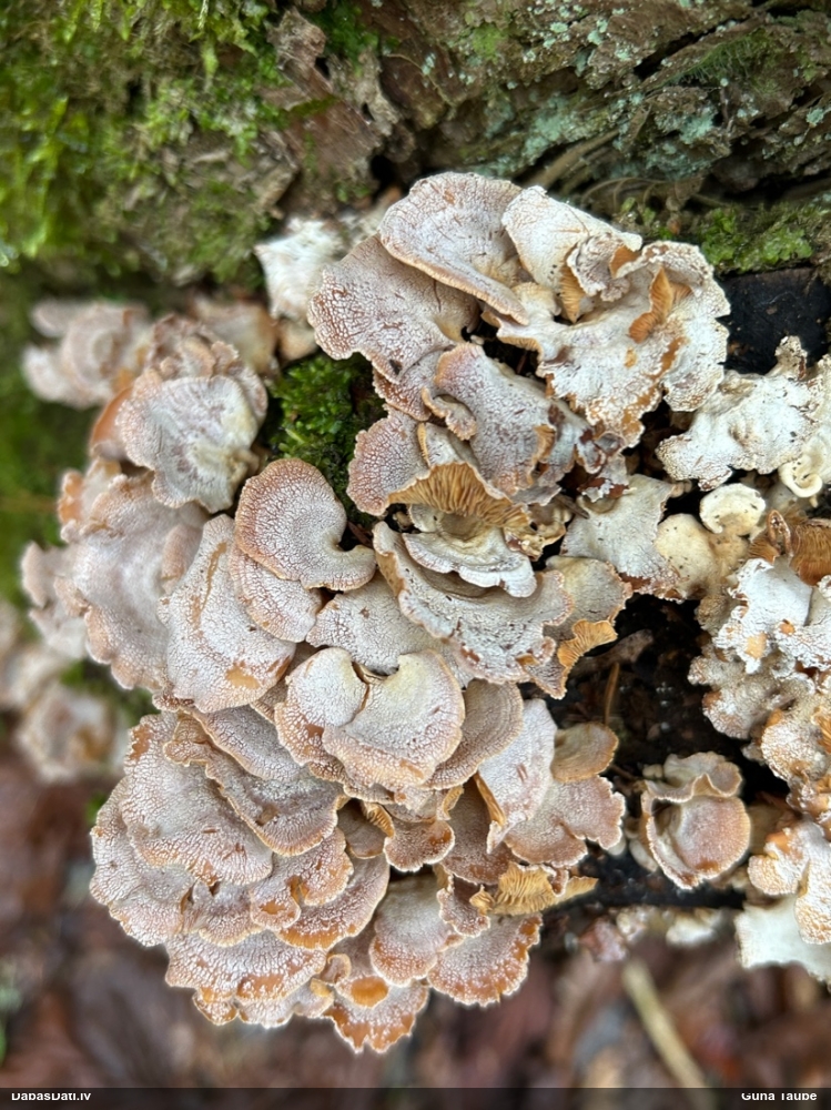 Sūrā pundurkamolene