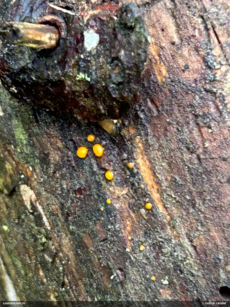 распадающийся дакримицес