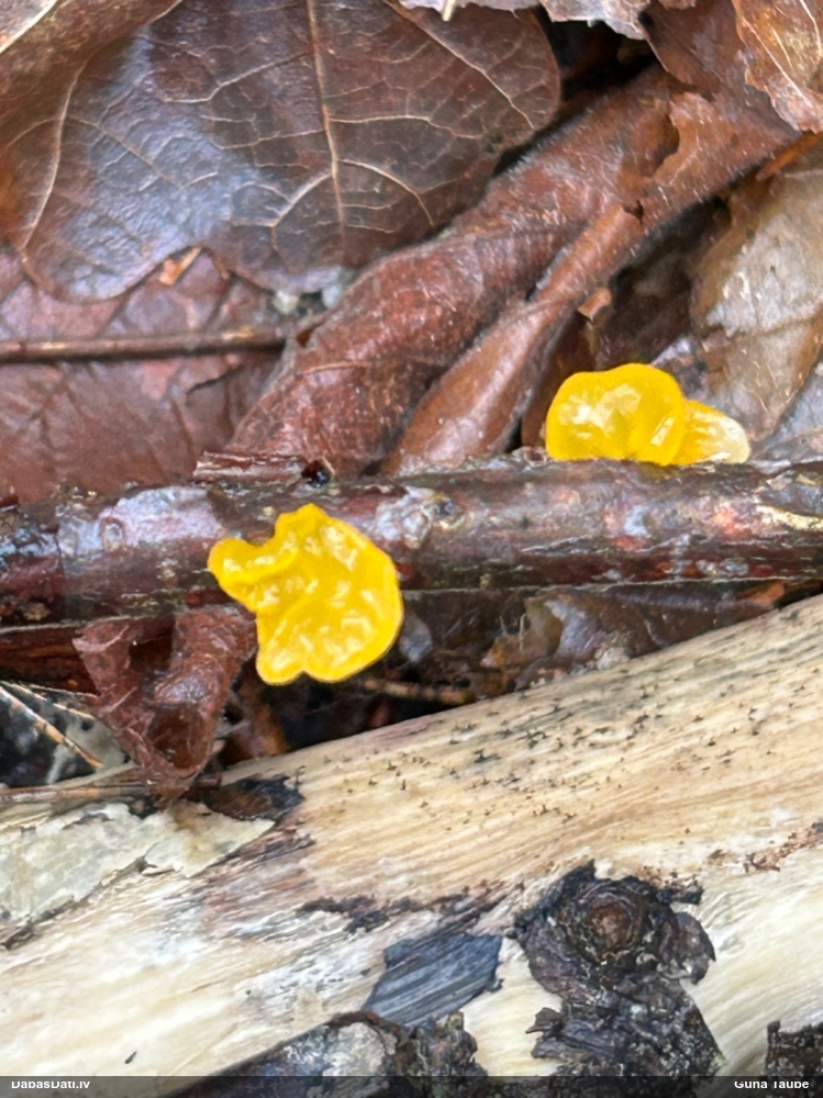 оранжевая, пленчатая дрожалка