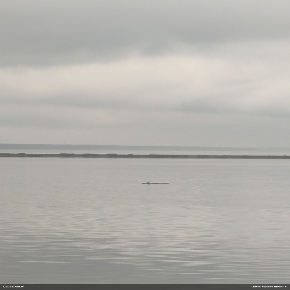 речная крачка