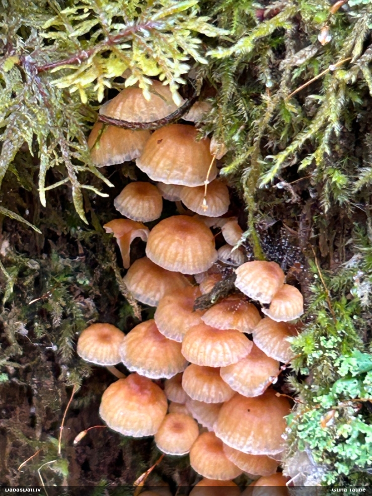 Zvaniņu sausdobīte