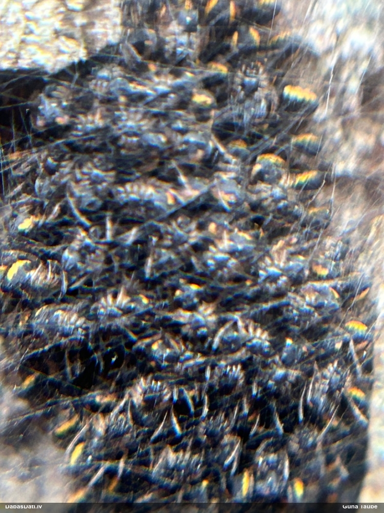 Riteņzirneklis (nenoteikts)