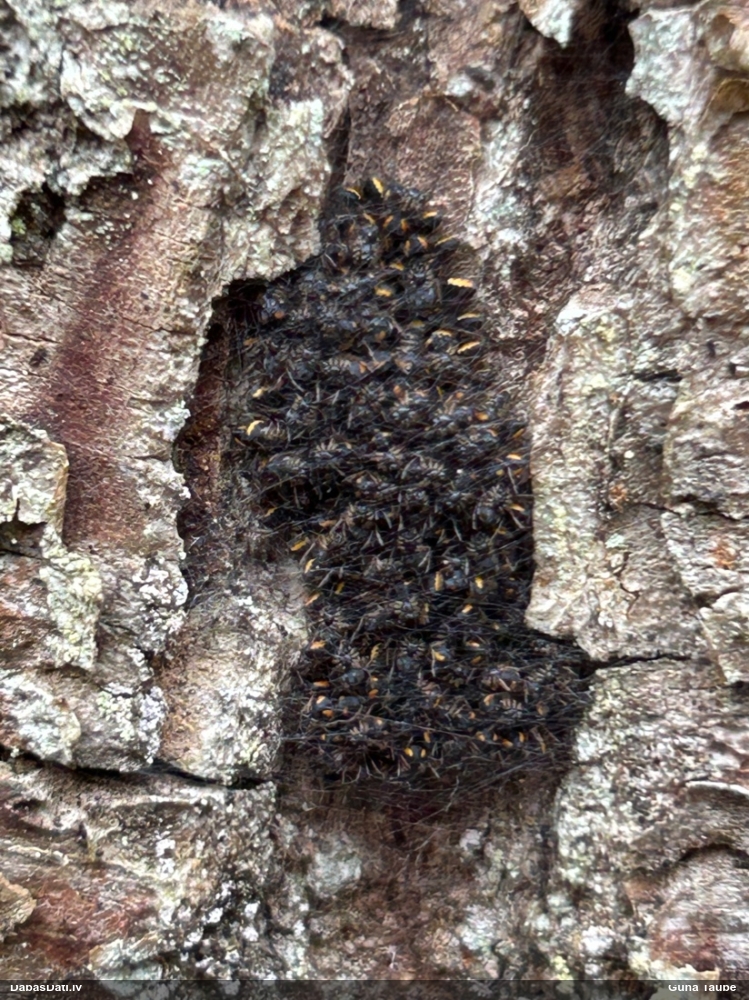 Riteņzirneklis (nenoteikts)