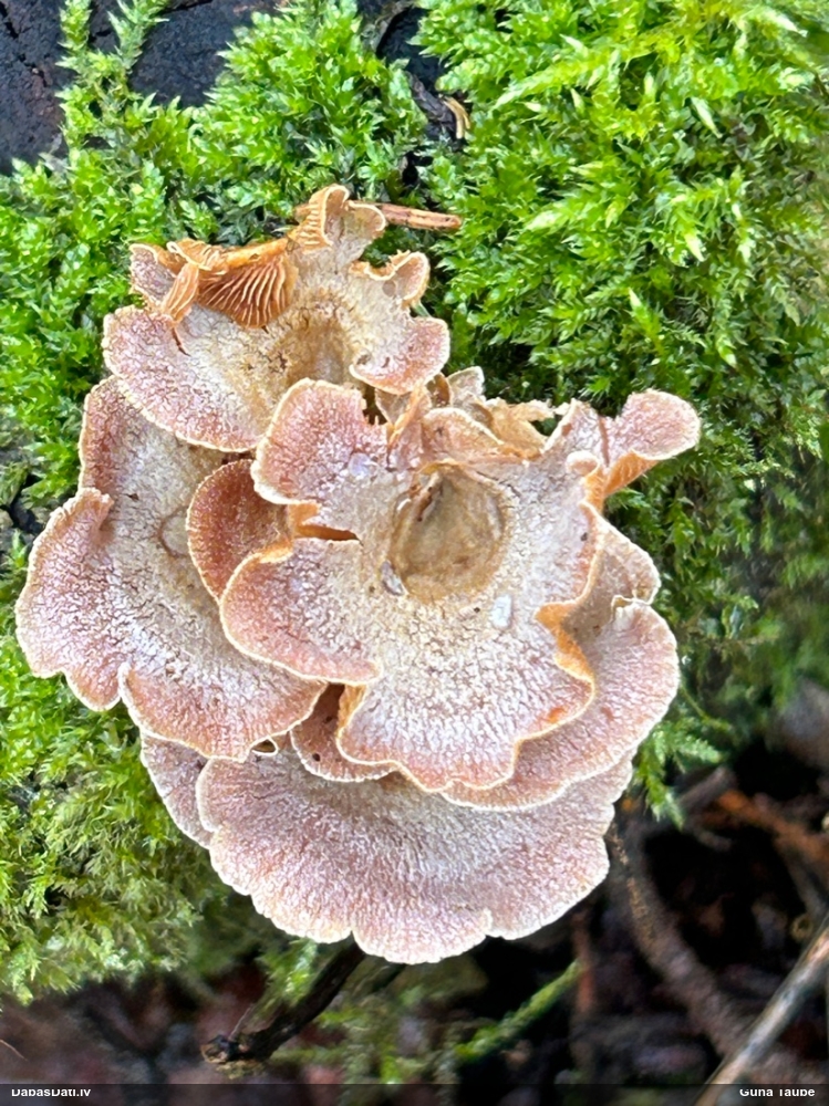 Sūrā pundurkamolene