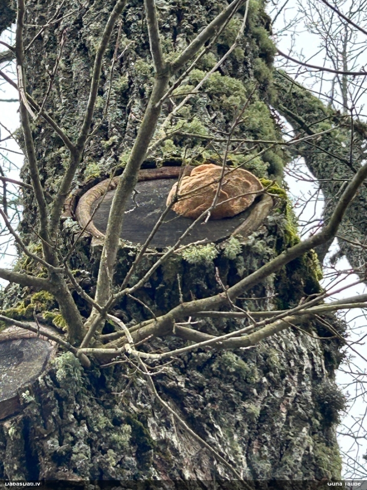 Дубовая губка