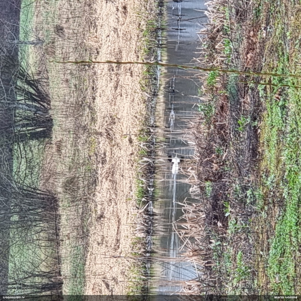 большой крохаль