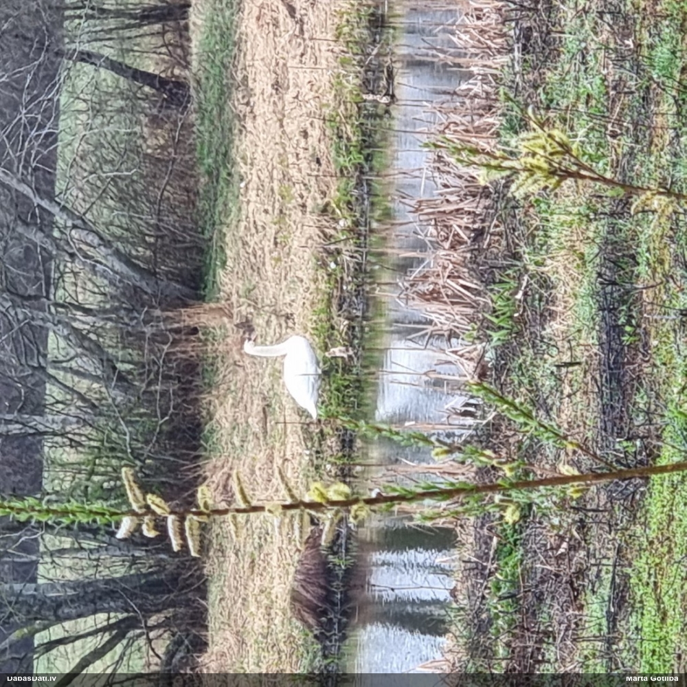 лебедь-шипун