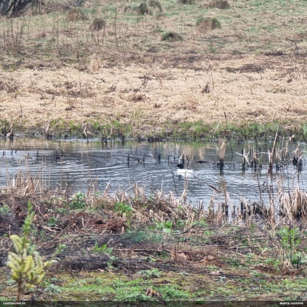 большой крохаль