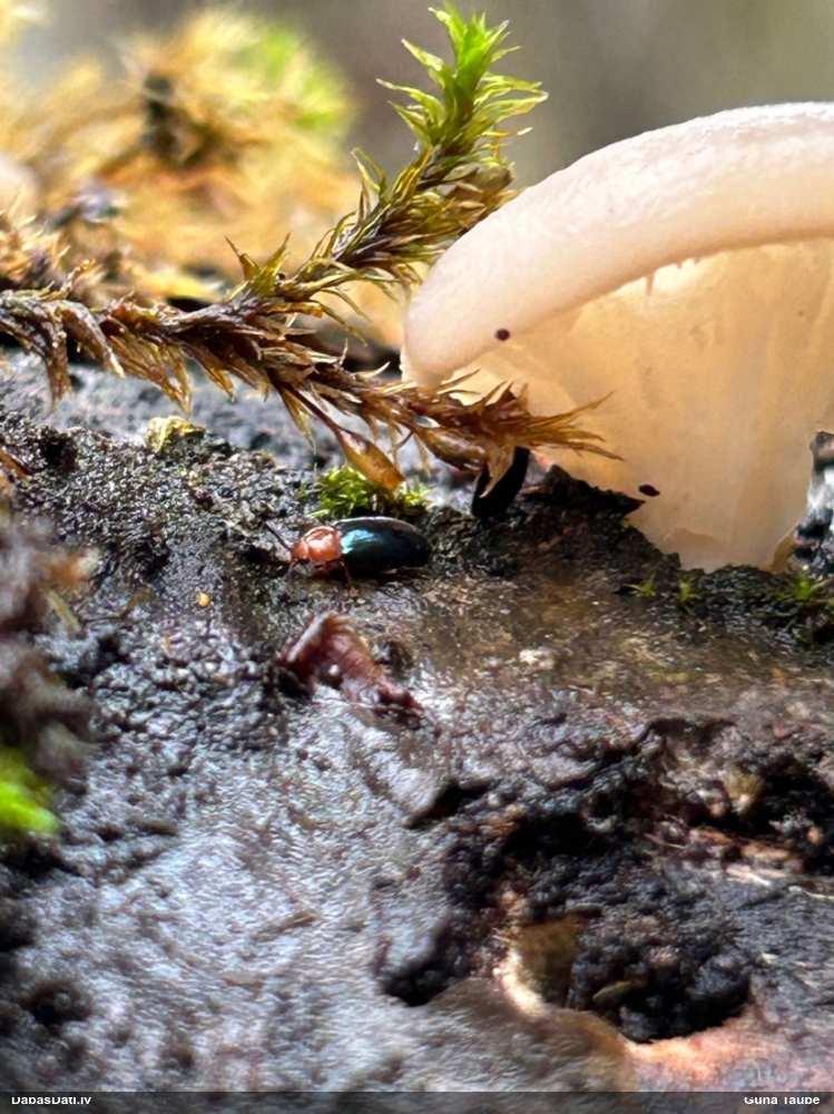 Piepjvabole Triplax aenea