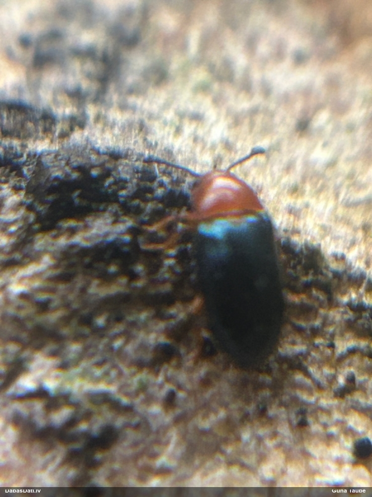 Piepjvabole Triplax aenea