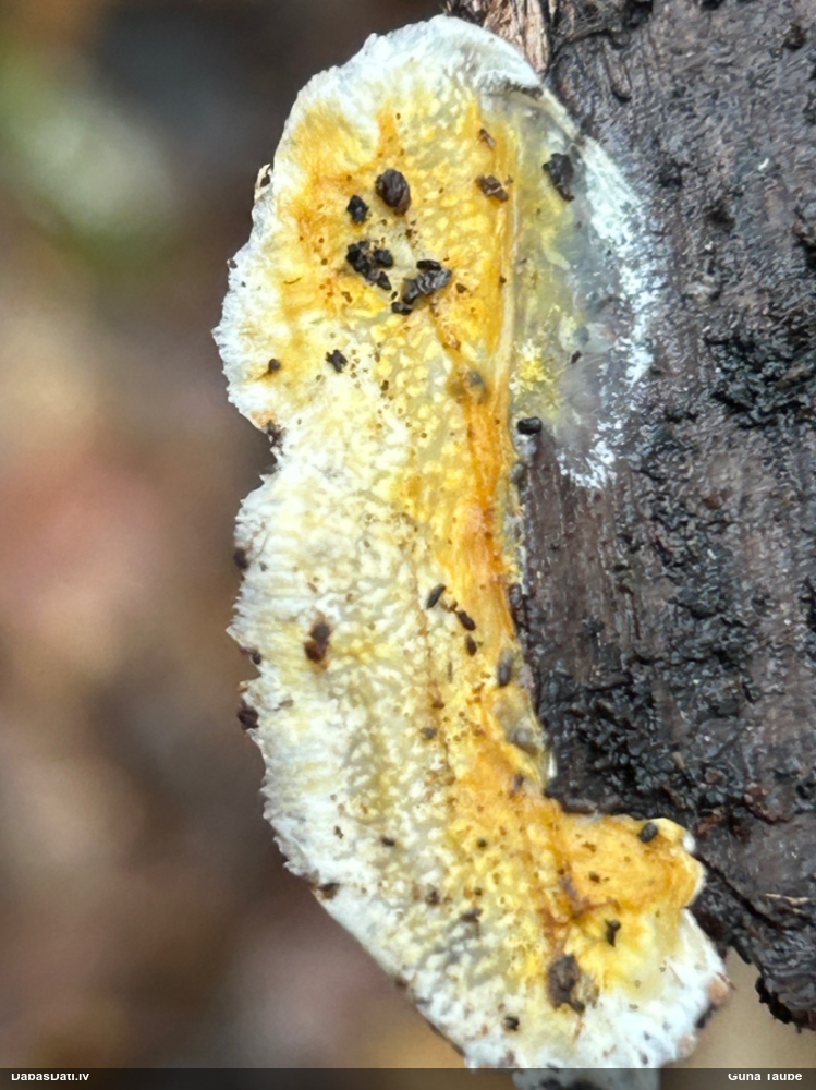 Klājeniska sēne (nenoteikta)