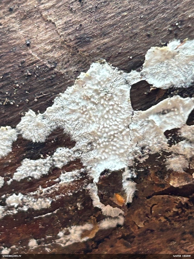 Klājeniska sēne (nenoteikta)