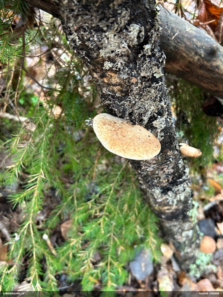 березовый Трутовик