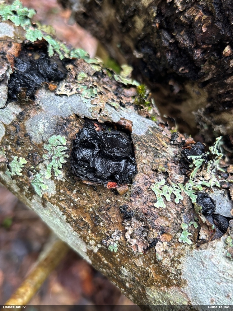 Nošķeltā eksīdija