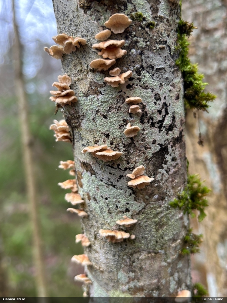 Cirtainā kroklapīte