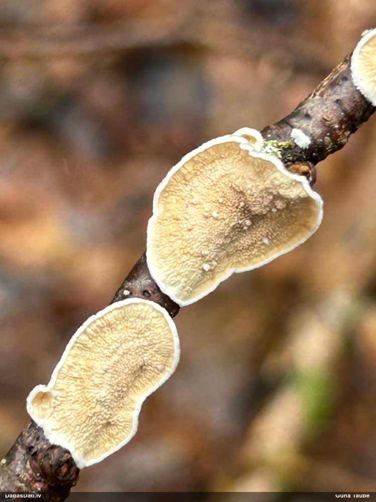 Sēne Byssomerulius corium