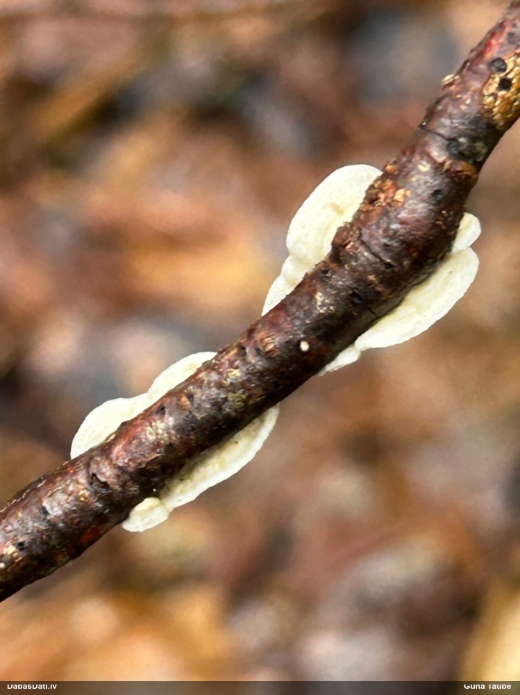 Sēne Byssomerulius corium