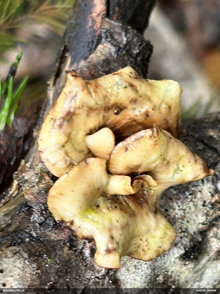 Mainīgā kātiņpiepe