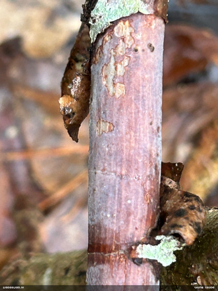 Sēne Vuilleminia comedens