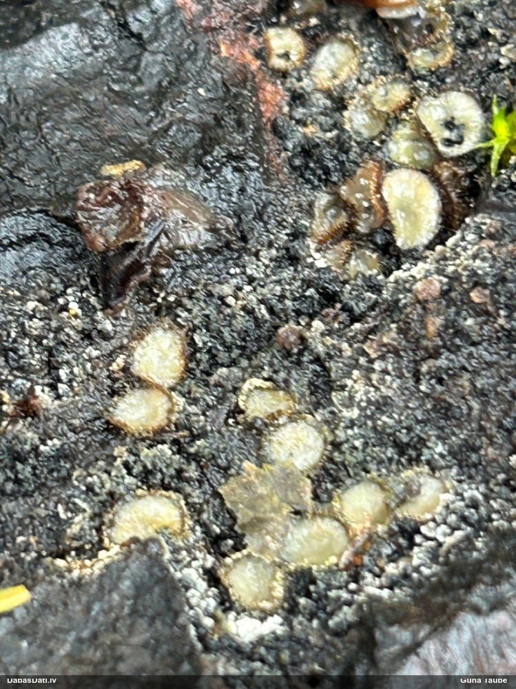 щитовидная скутеллиния