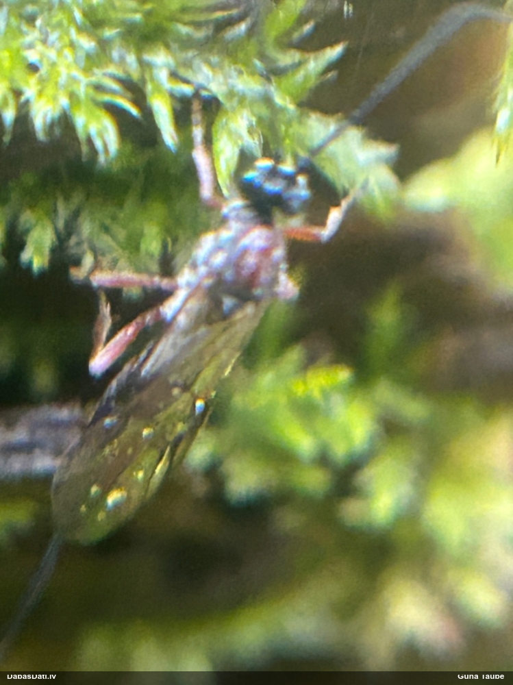 Jātnieciņš (nenoteikts)