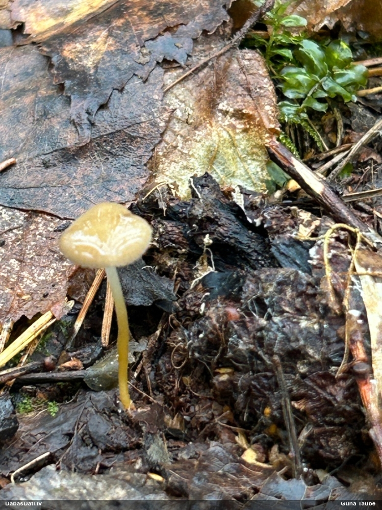 Čiekursēne (nenoteikta)