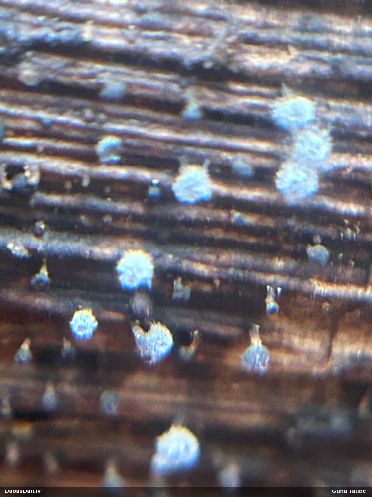 Gļotsēne (nenoteikta)