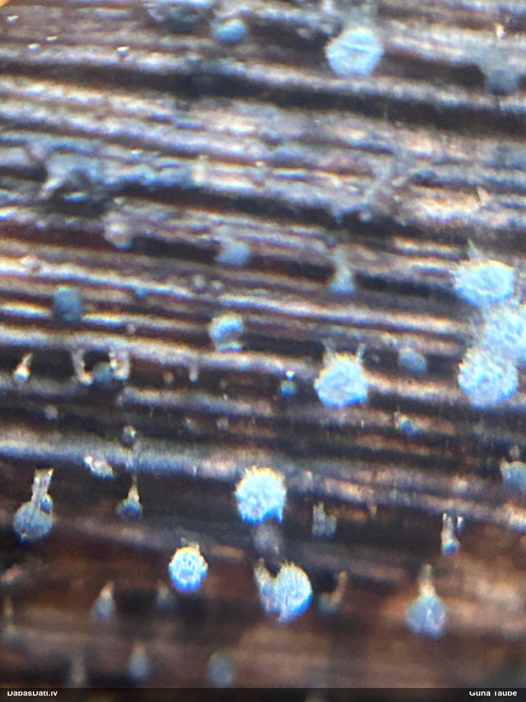 Gļotsēne (nenoteikta)