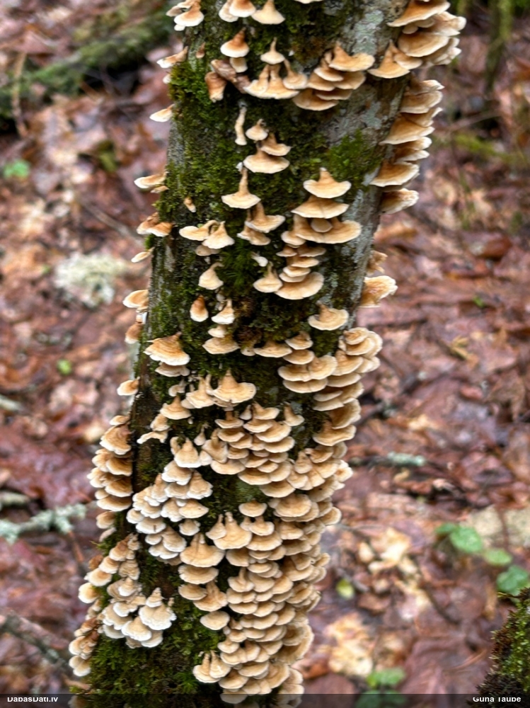 Cirtainā kroklapīte