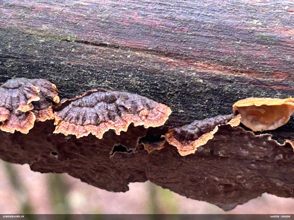 Lazdu brūnsvārcene