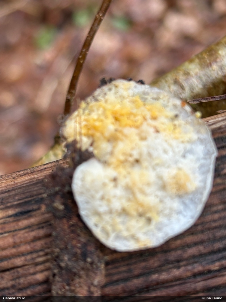 Zilganā mīkstpiepe