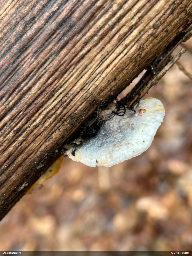 Zilganā mīkstpiepe