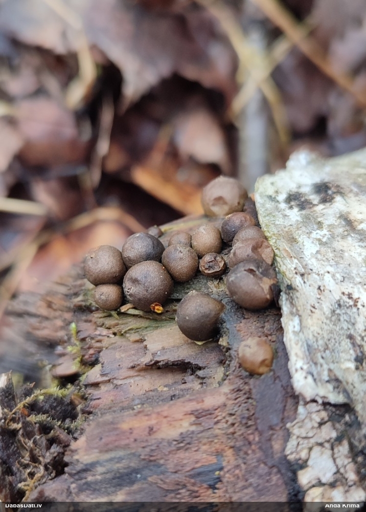 Vilkpienaine (nenoteikta)