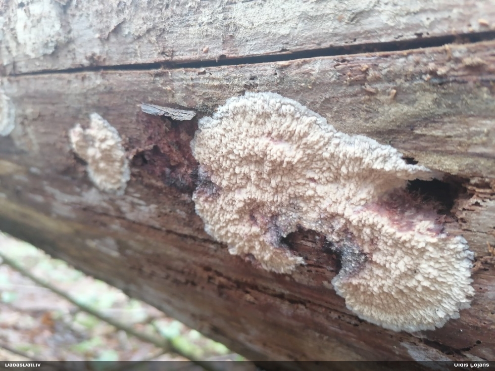 Centrbēdzes flēbija