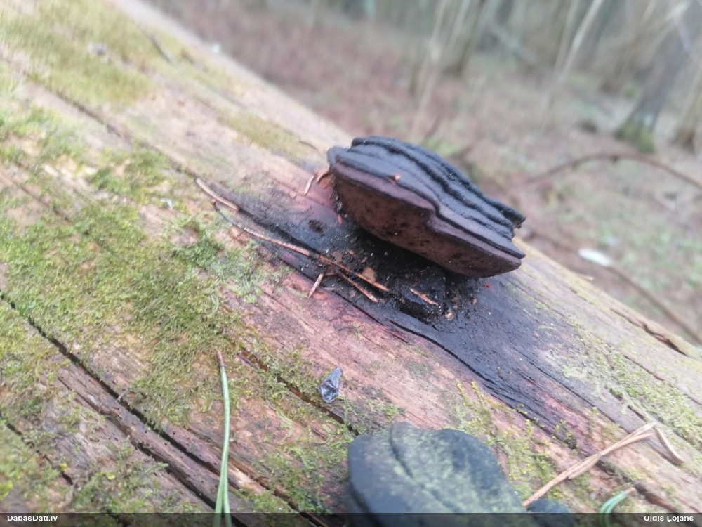 Rožainā apmalpiepe