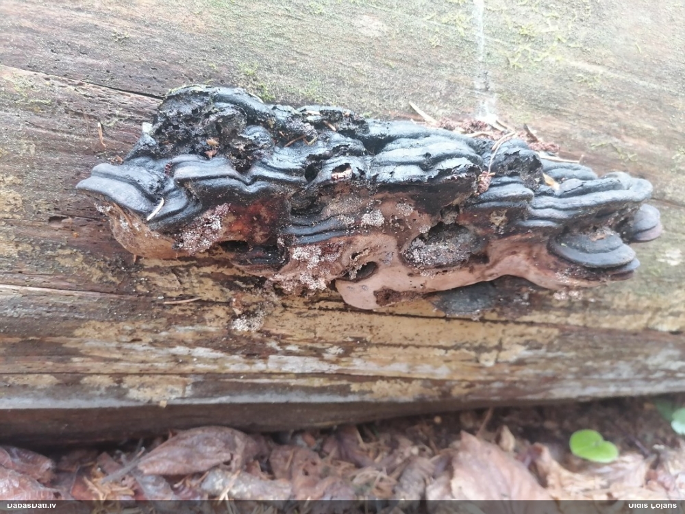 Rožainā apmalpiepe