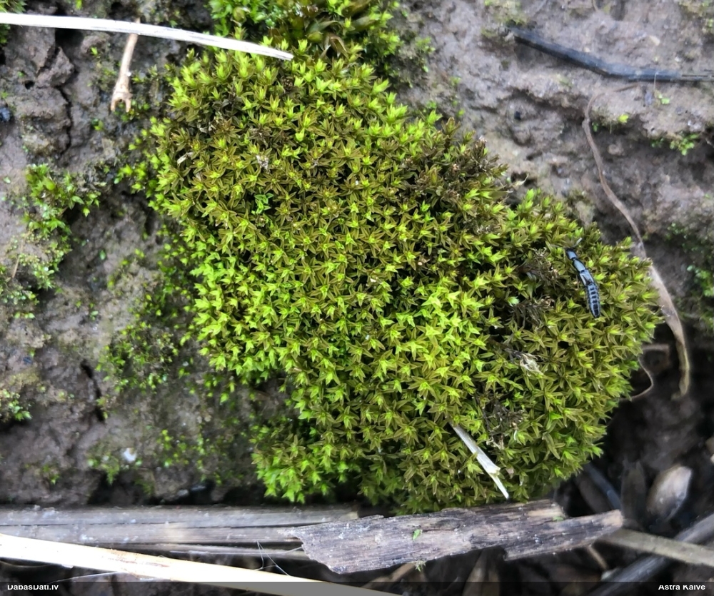 Struplapu bārbula