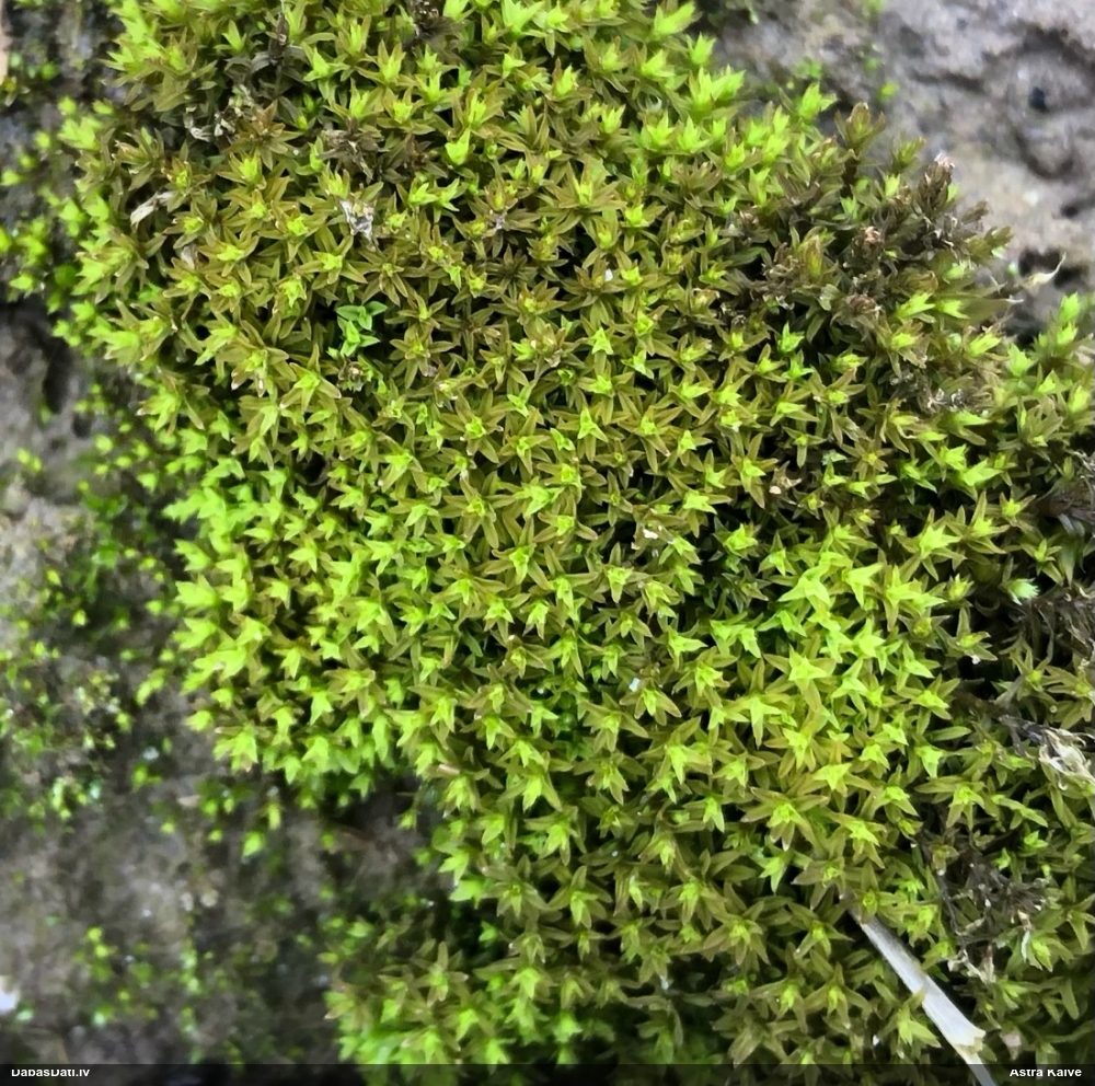 Struplapu bārbula