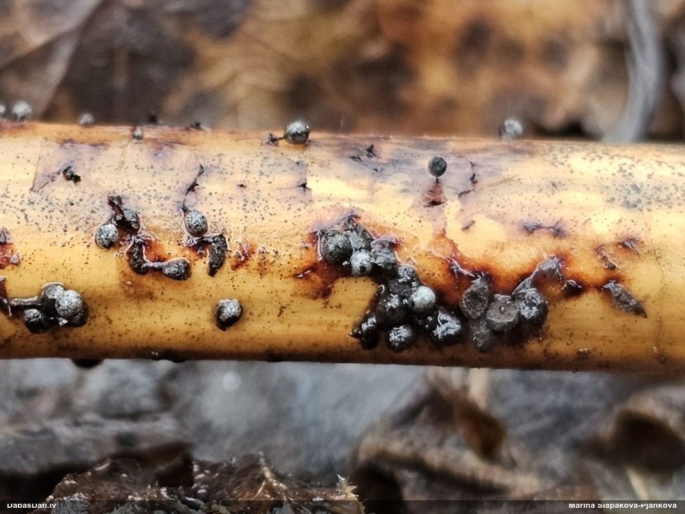 Gļotsēne (nenoteikta)